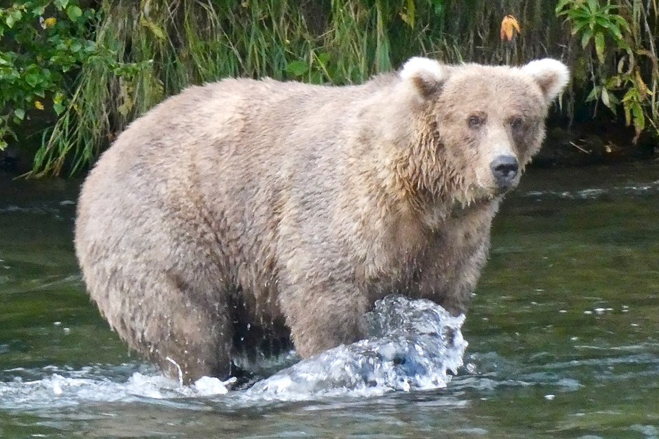 A bear stands on a rock in the river with its fur drenched