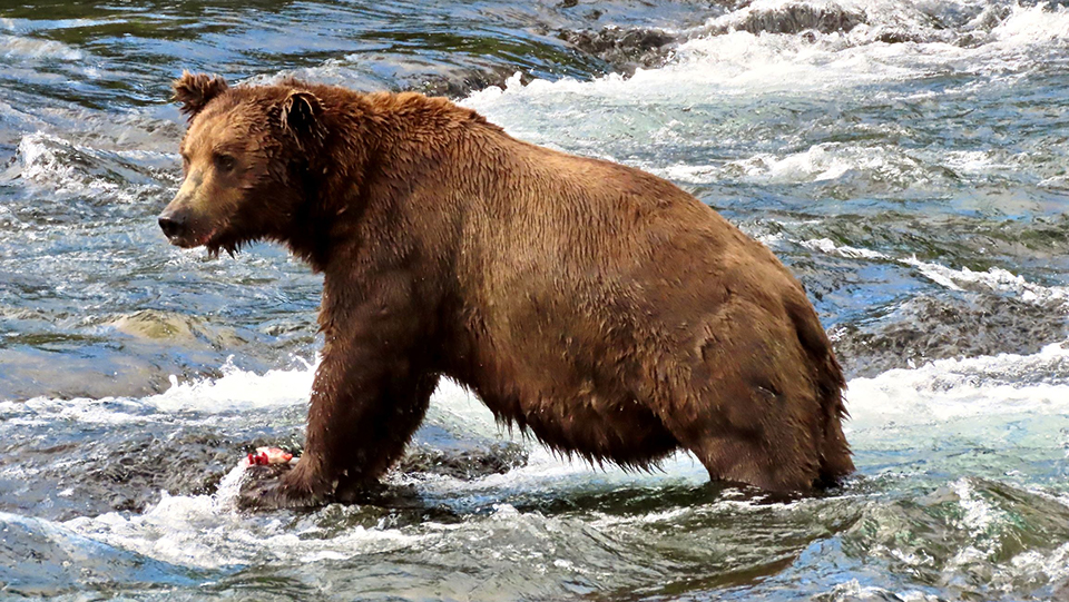 Bear 151 in the spring, skinnier, standing in water, looking left.