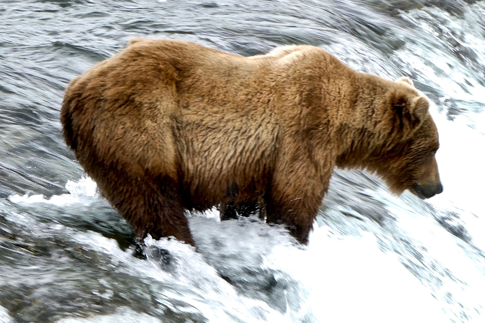 Bear 402 in the spring, skinnier, standing on the lip of the falls, looking right.