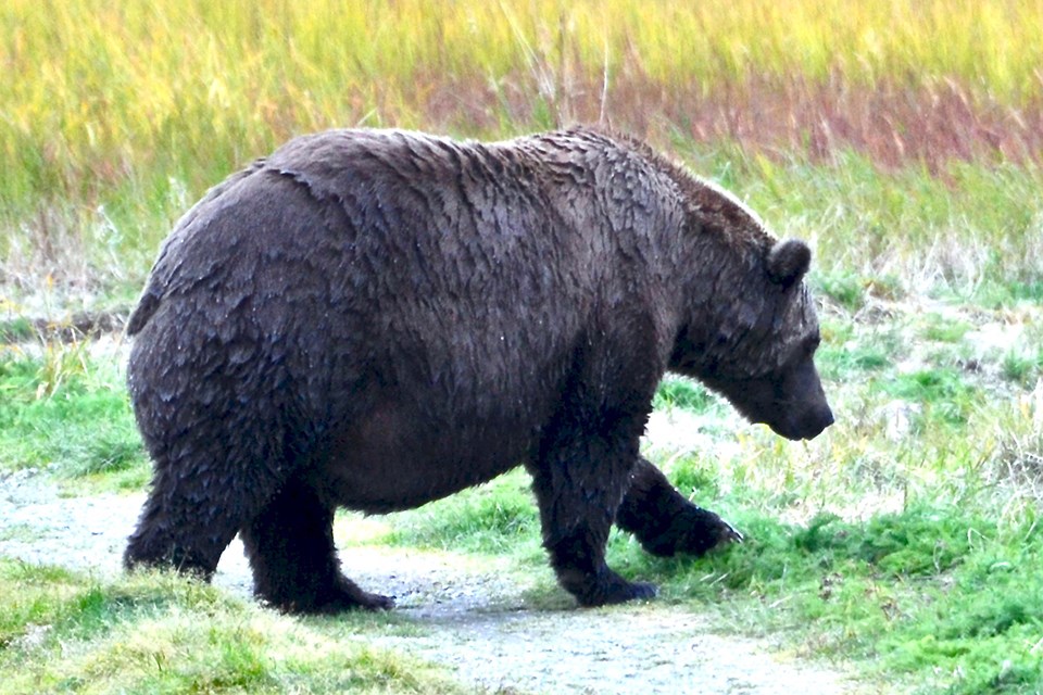 Bear 402 in the spring, skinnier, standing on the lip of the falls, looking right.