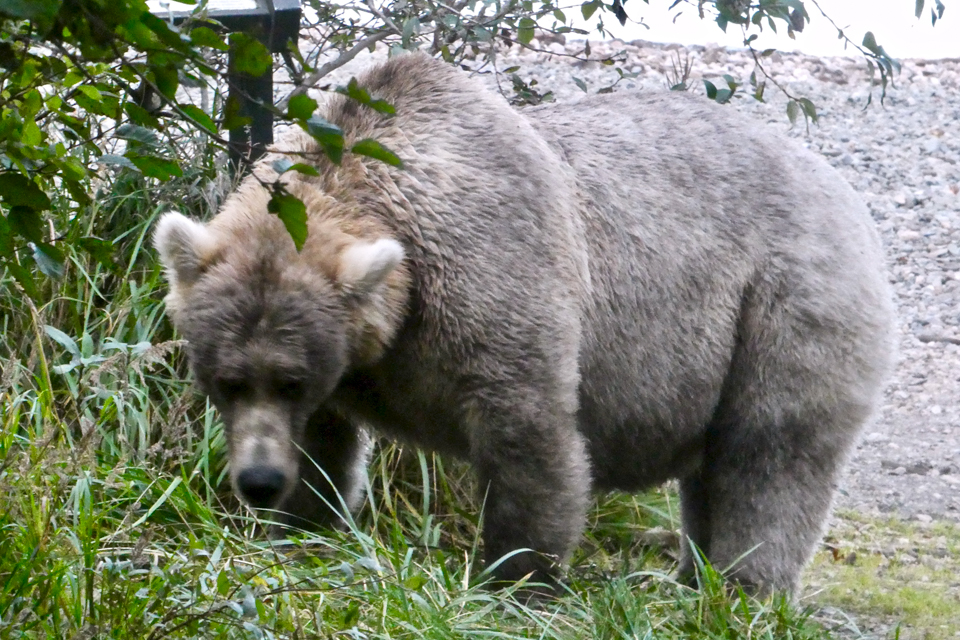 a bear standing on the bank with water behind
