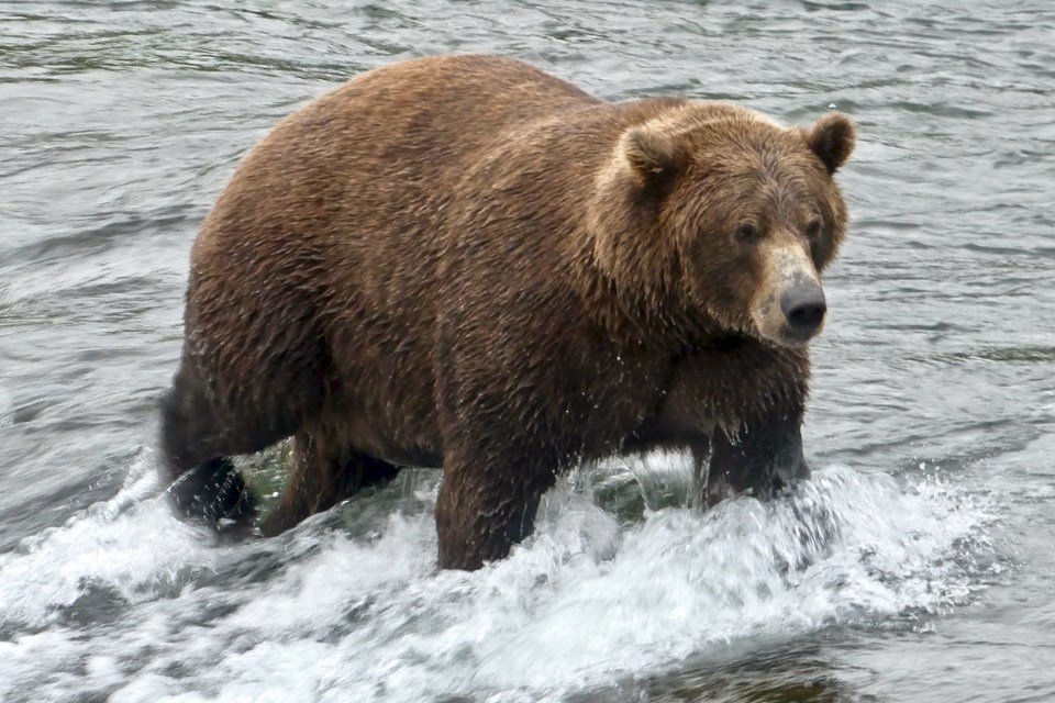 photo of a bear standing at the lip of a waterfall