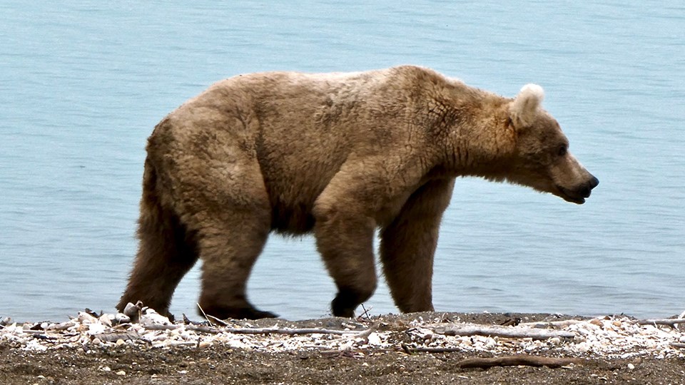 Bear 435 in the spring, skinnier, standing on a beach, looking right.