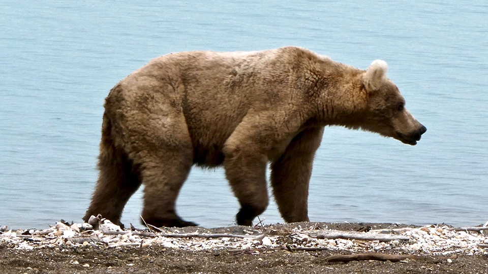 Bear 435 in the spring, skinnier, standing on a beach, looking right.