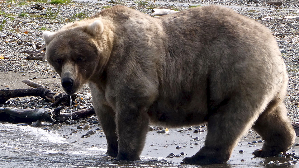 Bear 435 in the spring, skinnier, standing on a beach, looking right.