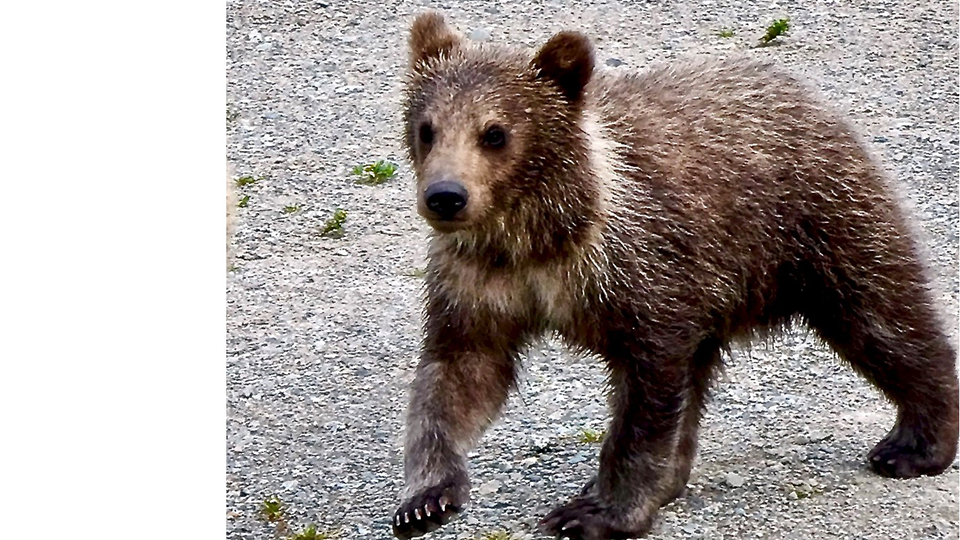 Bear 435's cub in the spring, skinnier, standing on a beach, looking left.