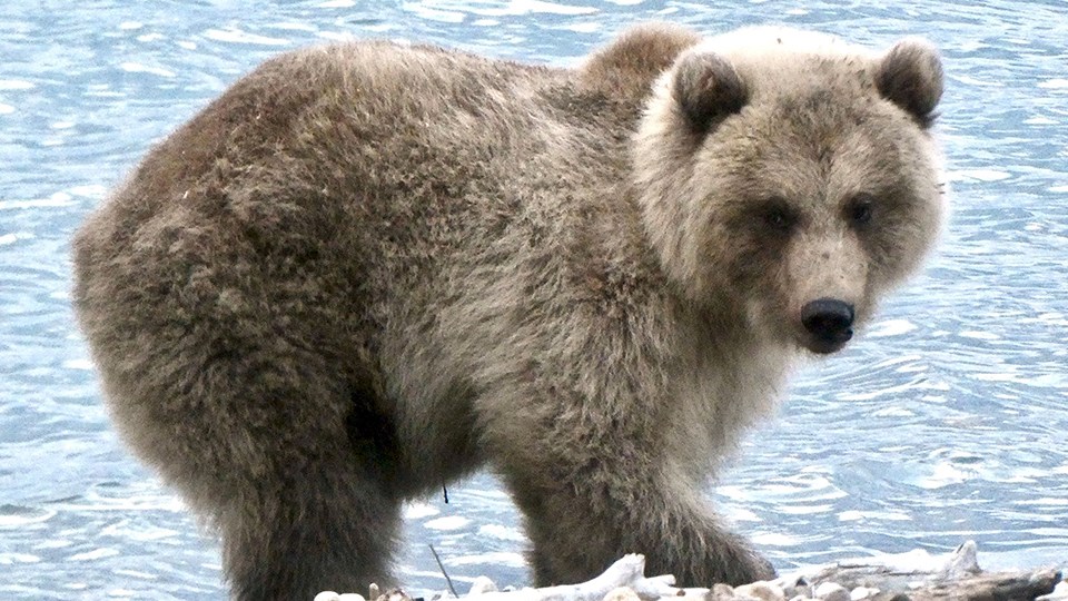 Bear 435's cub in the spring, skinnier, standing on a beach, looking left.