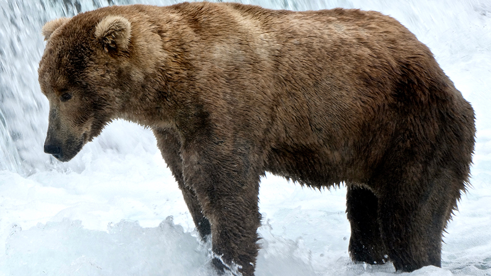 Bear 480 in the spring, skinnier, standing in the water, looking left.