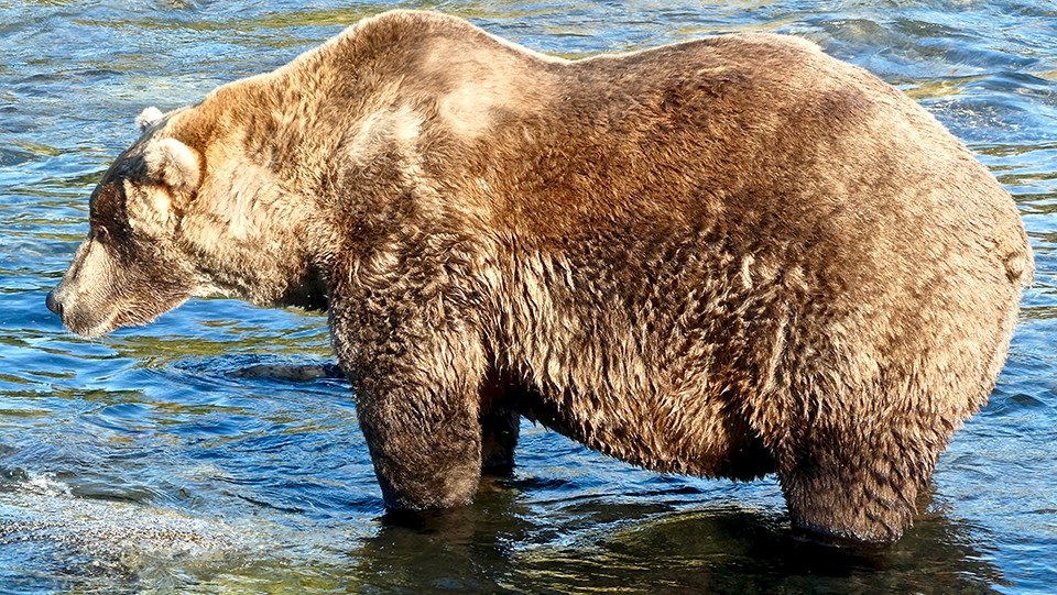 Bear 480 in the spring, skinnier, standing in the water, looking left.
