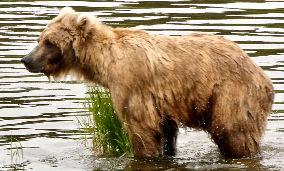 Bear 719 in the spring, skinnier, standing in the water, looking left.