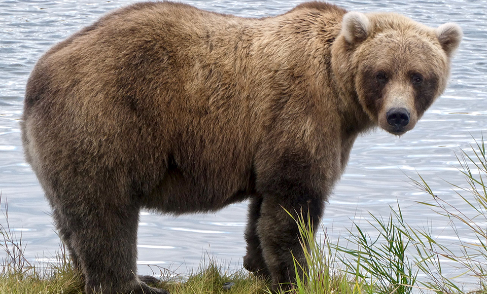 Bear 719 in the spring, skinnier, standing in the water, looking left.