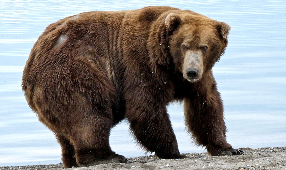 Bear 747 in the spring, skinnier, standing on the beach, looking right.
