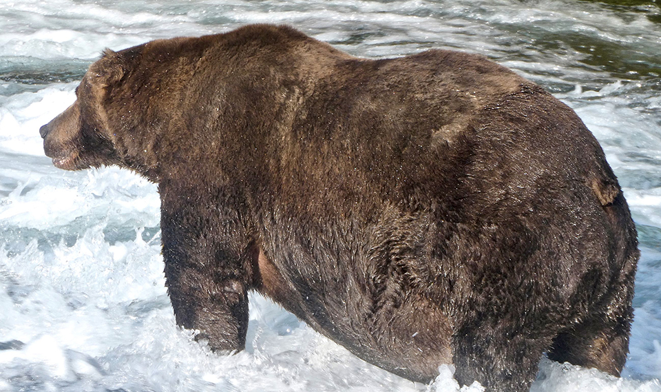 Bear 747 in the spring, skinnier, standing on the beach, looking right.