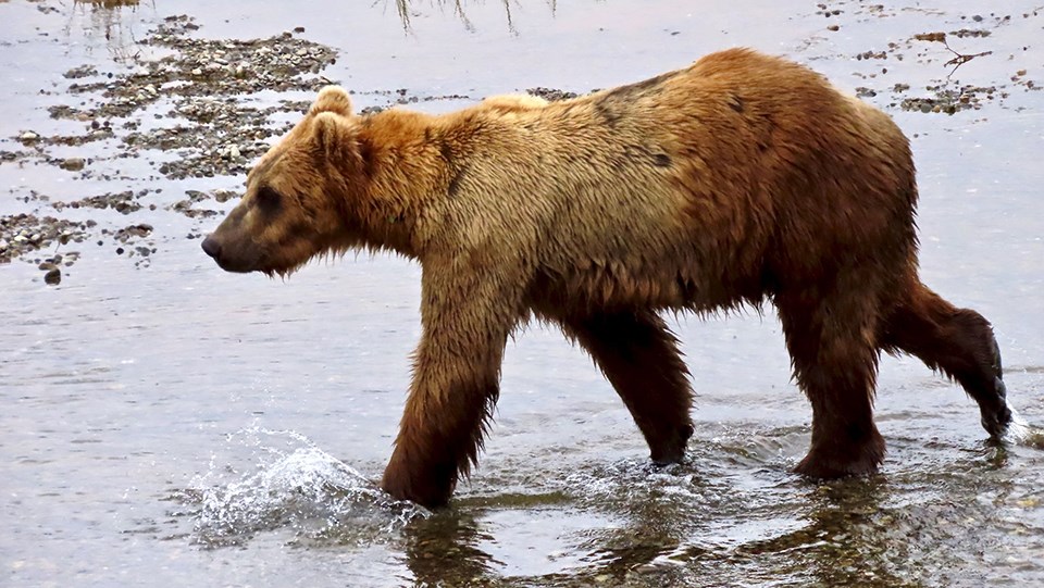 Bear 812 in the spring, skinnier, standing in water, looking left.