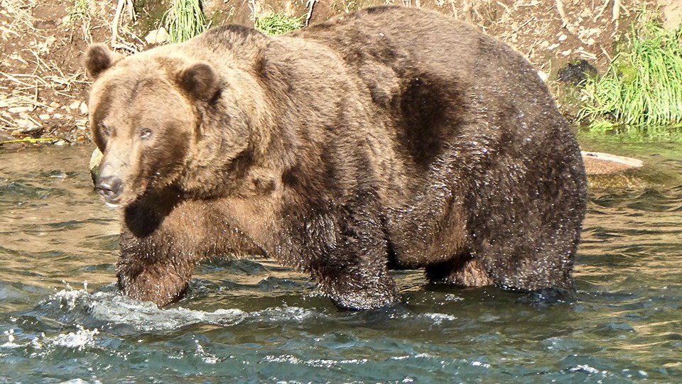 Bear 812 in the spring, skinnier, standing in water, looking left.