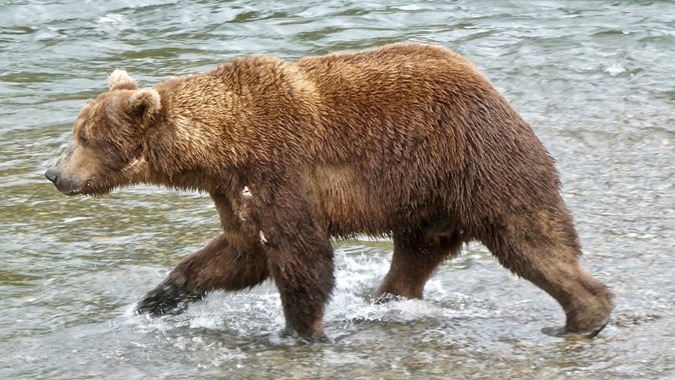 Bear 856 in the spring, skinnier, standing in water, looking left.