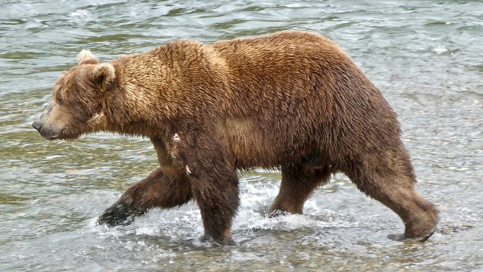Bear 856 in the spring, skinnier, standing in water, looking left.