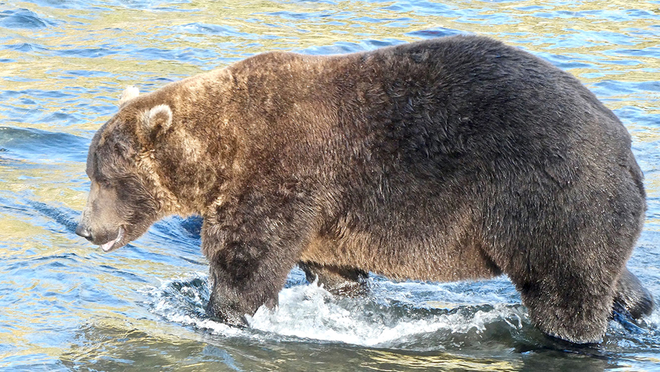 Bear 856 in the spring, skinnier, standing in water, looking left.