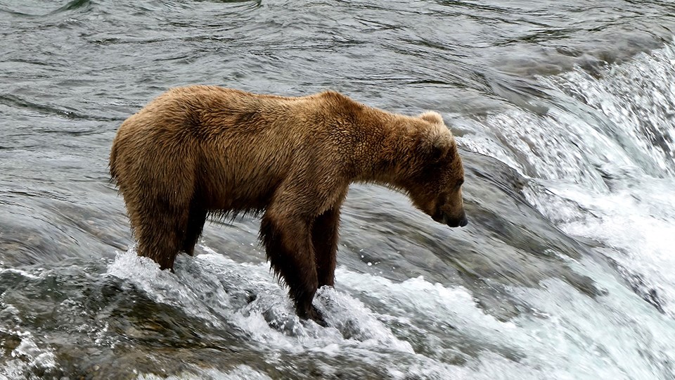 Bear 909 in the spring, skinnier, standing on the lip of the falls, looking right.