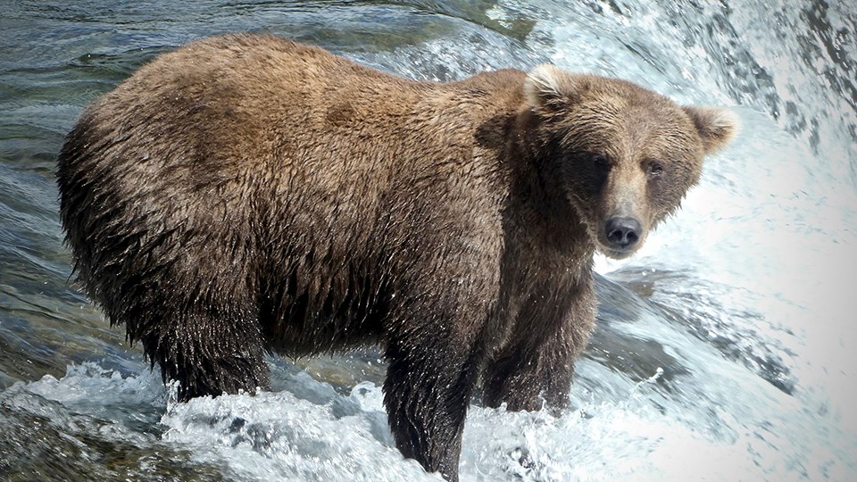 Bear 909 in the spring, skinnier, standing on the lip of the falls, looking right.