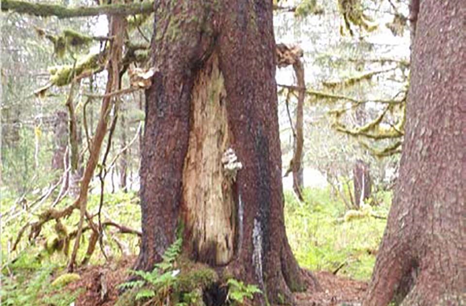 A tree with a long scar, wider at the bottom and tapering towards the top.