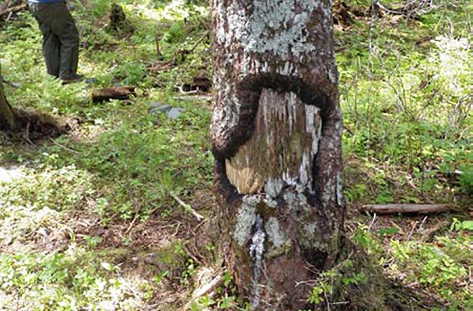 A tree with a long scar, wider at the bottom and tapering towards the top.