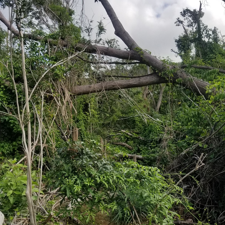 Reef Bay Trail Section Post Irma
