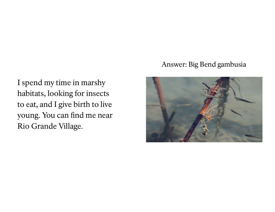 I spend my time in marshy habitats, looking for insects to eat, and I give birth to live young. You can find me near Rio Grande Village.