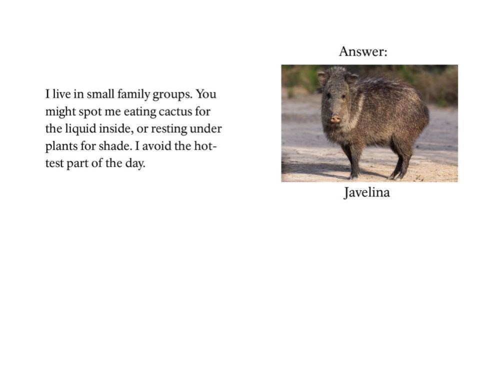 I live in small family groups. You might spot me eating cactus for the liquid inside, or resting under rocks. I avoid the hottest part of the day.