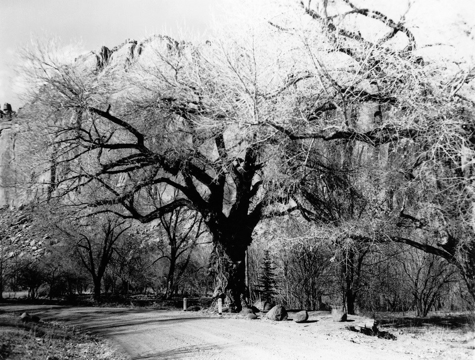 Black and white photo of large tree with branches spreading over a road.