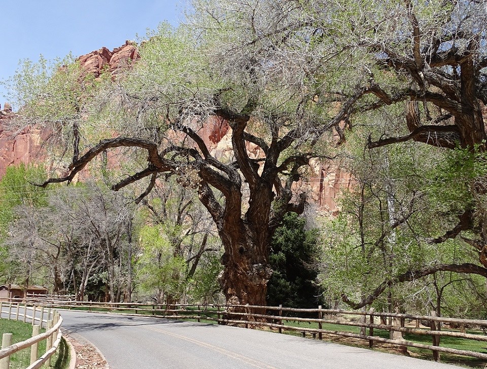 Color photo of the same tree, but larger, with the paved road and new fences.