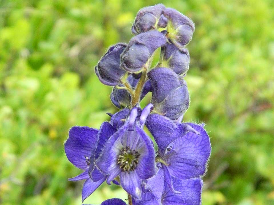 Close up of Blue Monkshood flower.