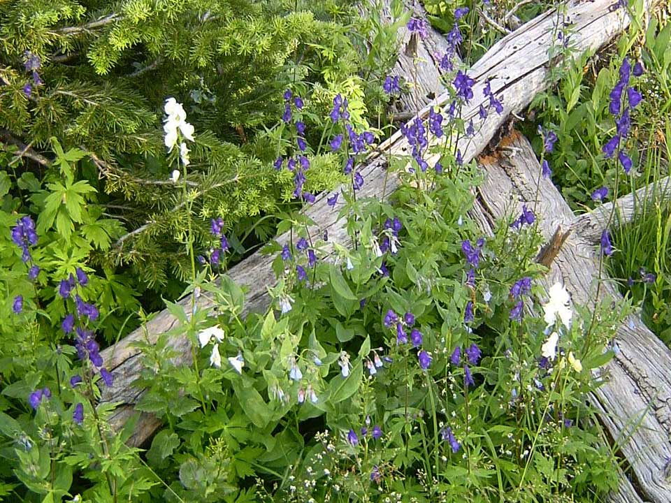 Close up of Blue Monkshood flower.