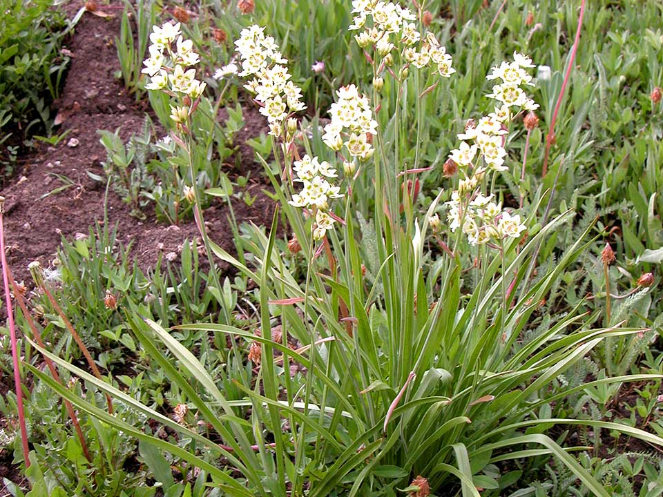 Close up of white Mountain Deathcamas flowers.