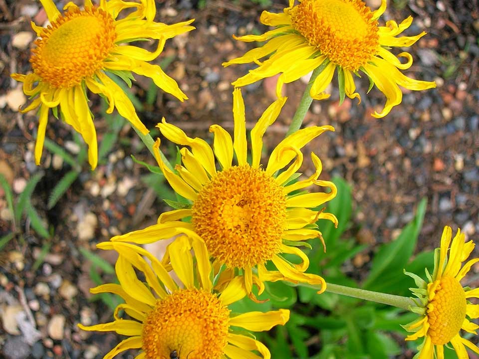 Close up of Orange Sneezeweed flower.