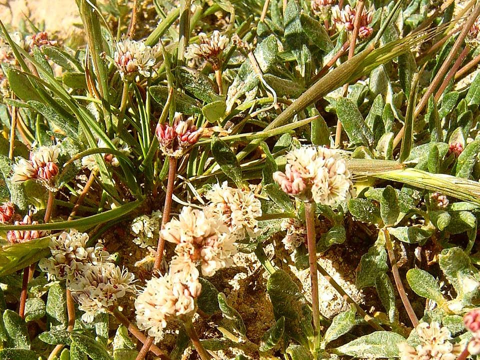 Close up of Panguitch Buckwheat flowers.