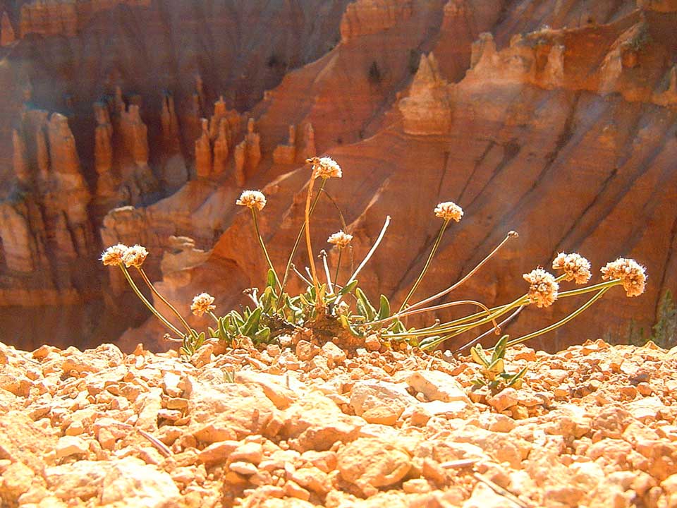 Close up of Panguitch Buckwheat flowers.