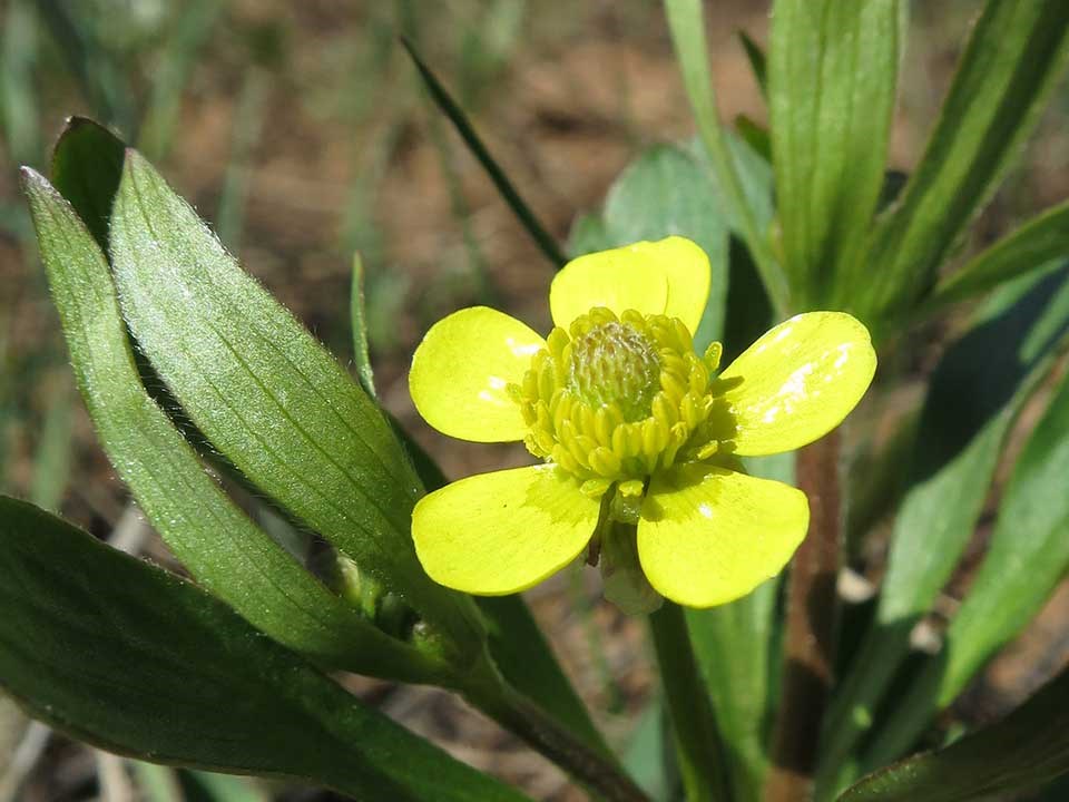 Close up of yellow Plantainleaf Buttercup flower.