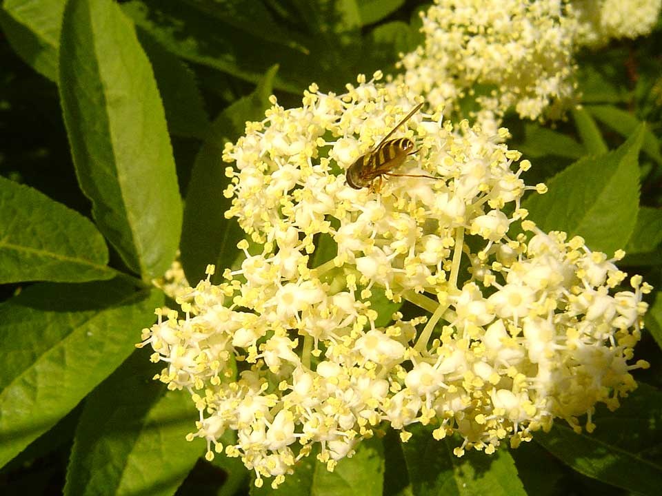 Close up of the white, Red Elderberry flower.