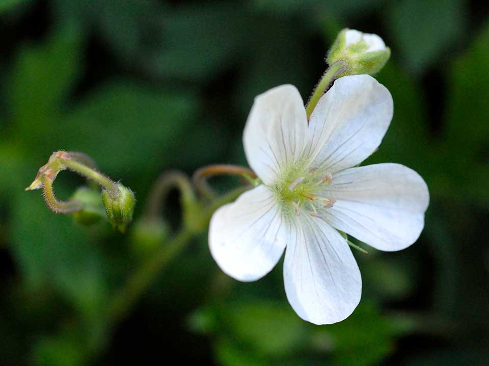Close up of white Richardson Geranium flower.