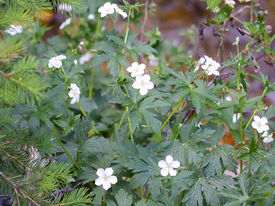 Close up of white Richardson Geranium flower.