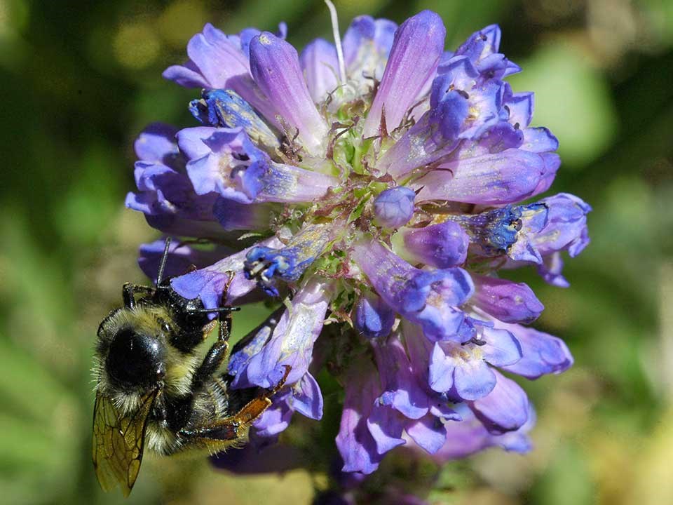 Close up of blue Rydberg Penstemon Flower and a bumblebee.