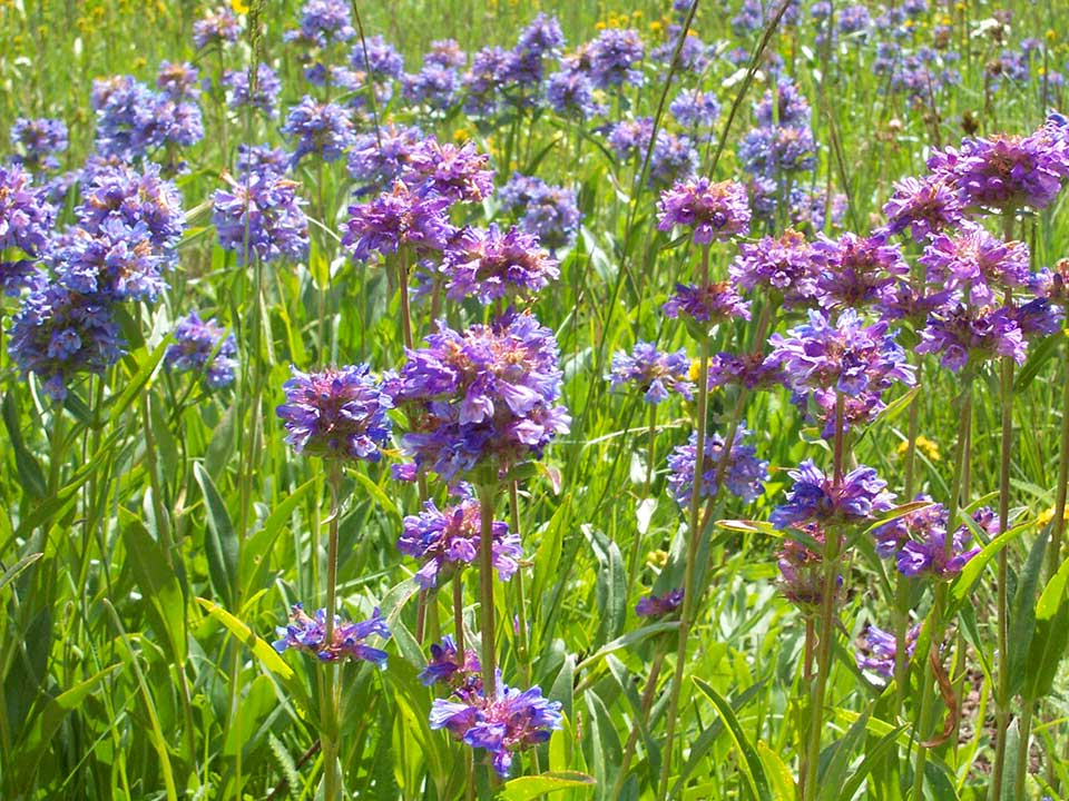 Close up of blue Rydberg Penstemon Flower and a bumblebee.