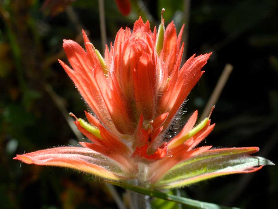 Scarlet Paintbrush Cedar Breaks National Monument (U.S. National Park