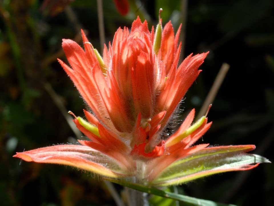 Close up of Scarlet Paintbrush flower.