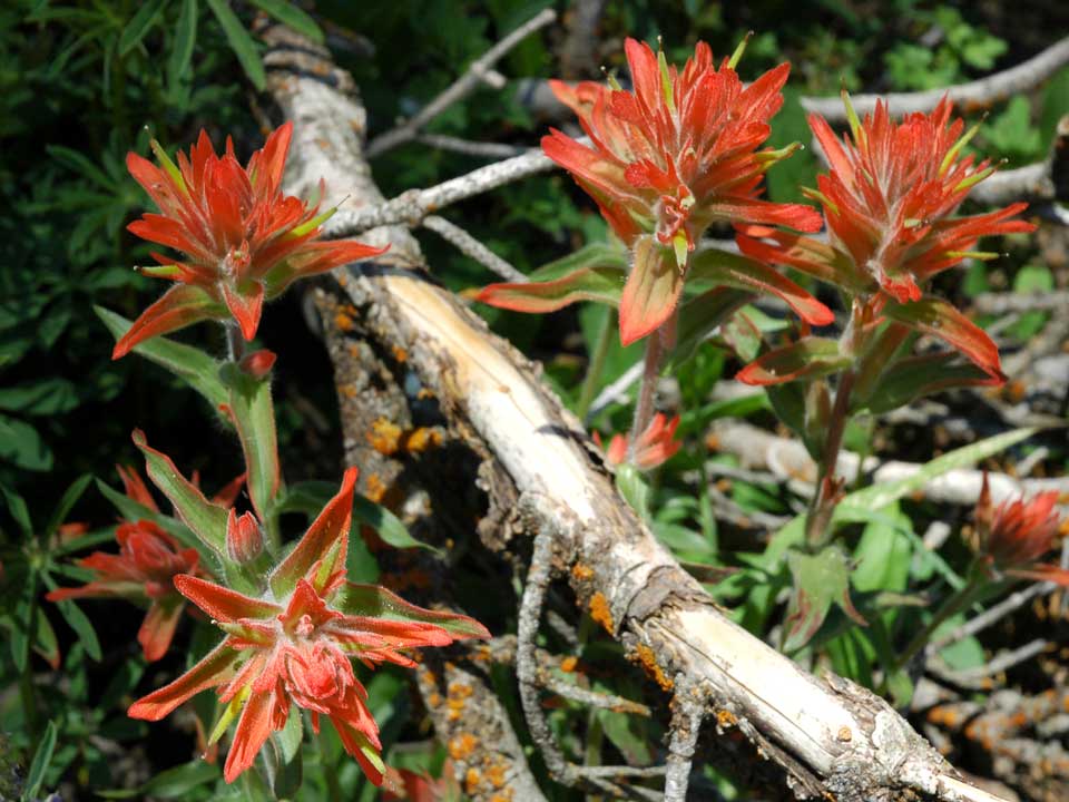 Close up of Scarlet Paintbrush flower.