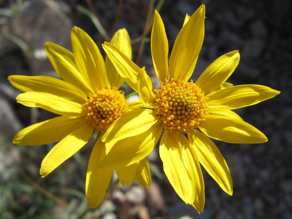 Close up of yellow Showy Goldeneye flowers.