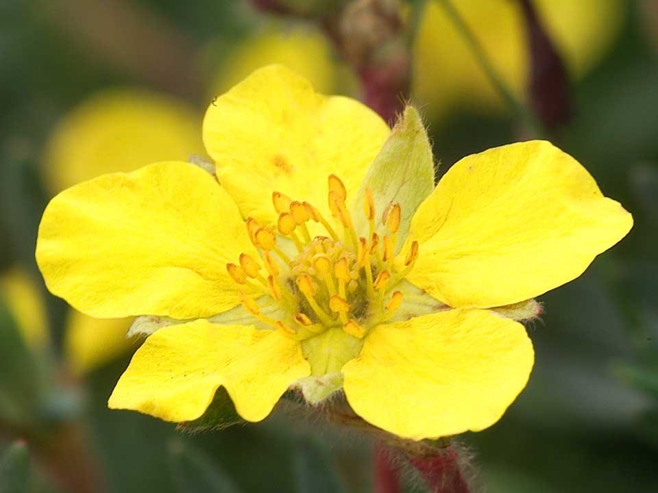 Close up of yellow Shrubby Cinquefoil flower.