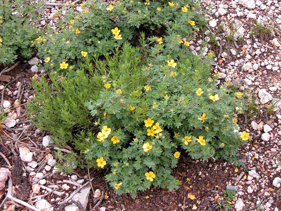Close up of yellow Shrubby Cinquefoil flower.