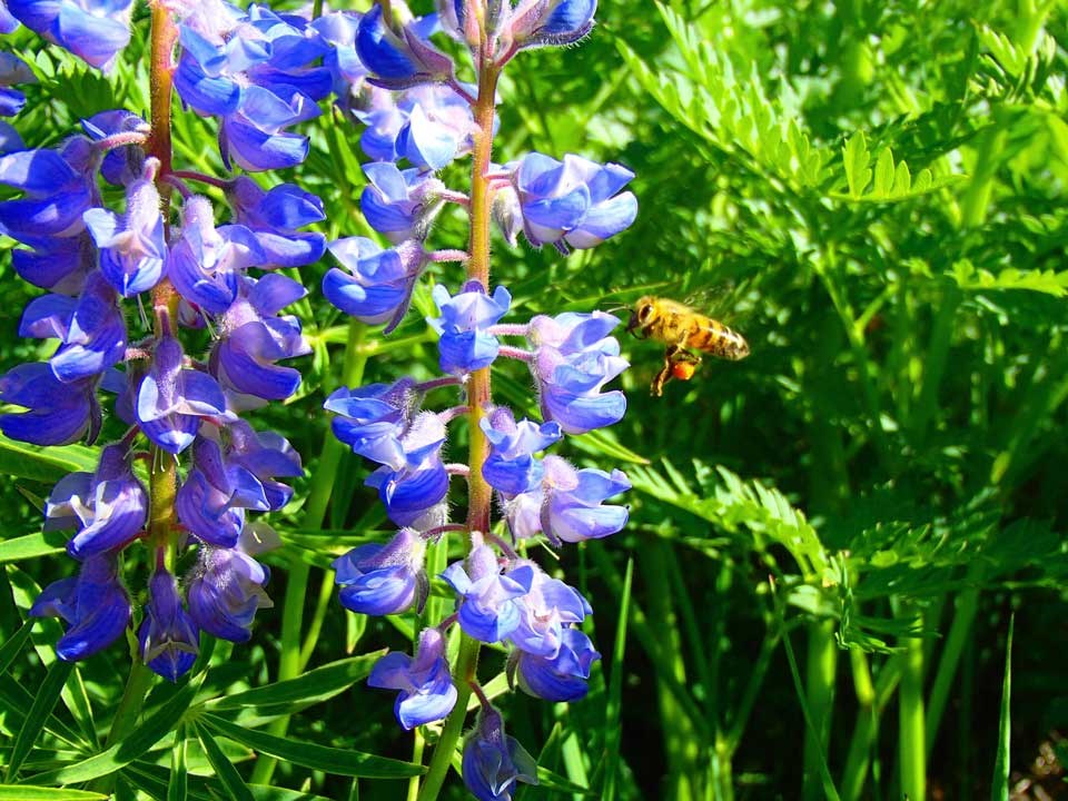 Close up of Silvery Lupine flower and a bee.
